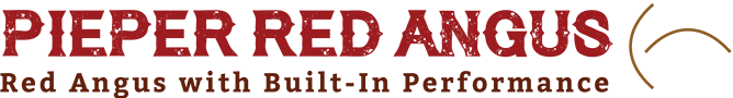 Pieper Red Angus