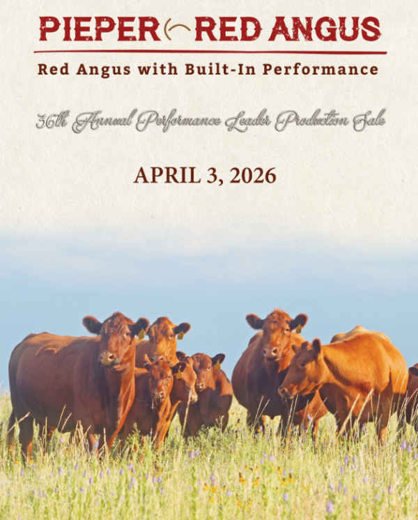 Pieper Red Angus Production Sale: April 2026; Pieper Red Angus Ranch; Hay Springs, NE